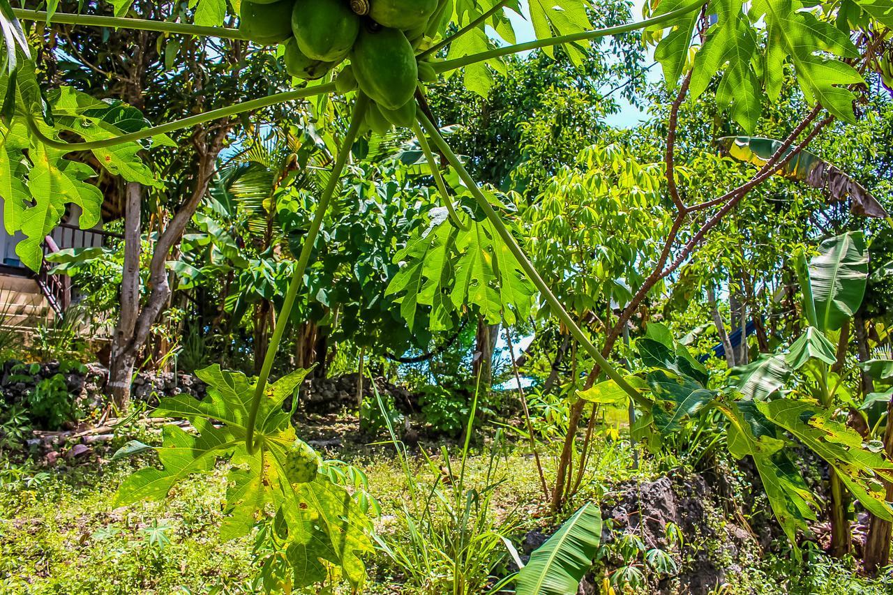 Echo Alam Nusa Lodge Ped Kültér fotó